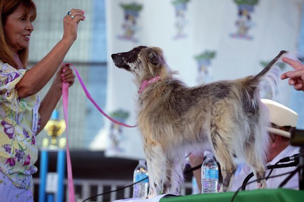 Конкурс &quot;Самая уродливая собака в мире&quot; проходил в Калифорнии до пандемии ежегодно на протяжении 50 лет. - Sputnik Казахстан