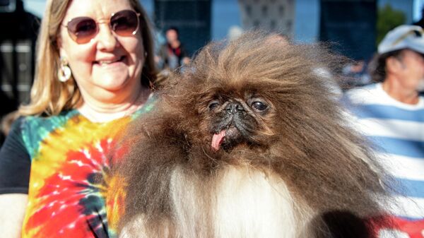 Участник конкурса Самая уродливая собака в мире в городе Петалума, США - Sputnik Қазақстан