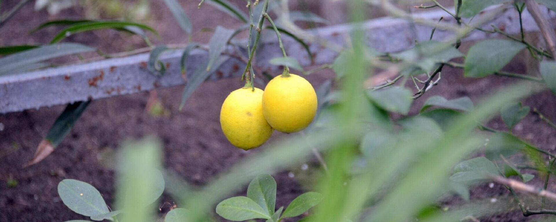 Лимоны и мандарины выращивают в женской колонии Петропавловска - Sputnik Казахстан, 1920, 02.07.2022