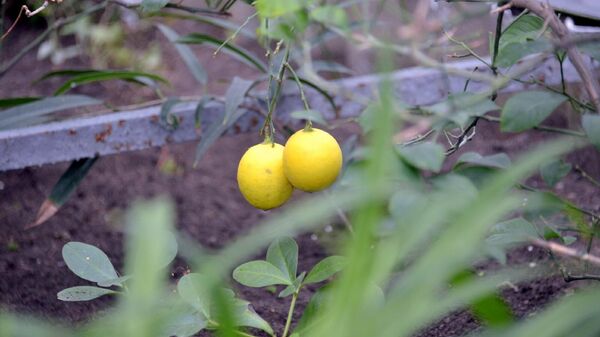 Лимоны и мандарины выращивают в женской колонии Петропавловска - Sputnik Казахстан