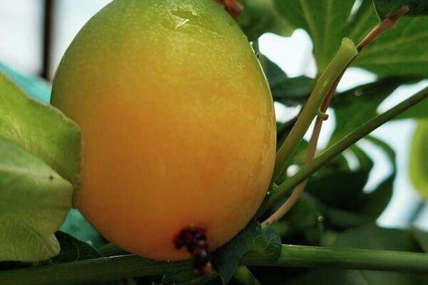 &quot;Космическая&quot; маракуйя впервые плодоносит в ботаническом саду
Петропавловска - Sputnik Казахстан