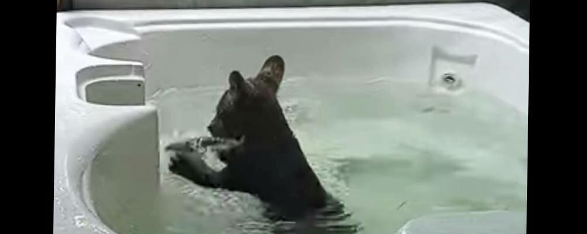 Черный медвежонок купается в джакузи - видео - Sputnik Казахстан, 1920, 21.08.2022