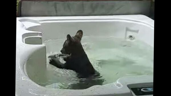 Черный медвежонок купается в джакузи - видео - Sputnik Казахстан