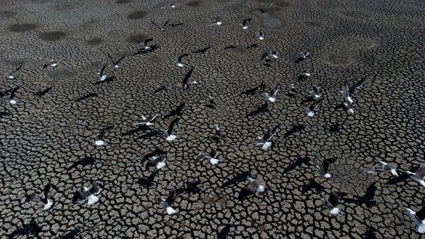 Центральная зона Чили сталкивается с одной из самых масштабных засух в своей истории. На фото: озеро Пэсуэлас, водохранилище в чилийском регионе Вальпараисо. - Sputnik Казахстан