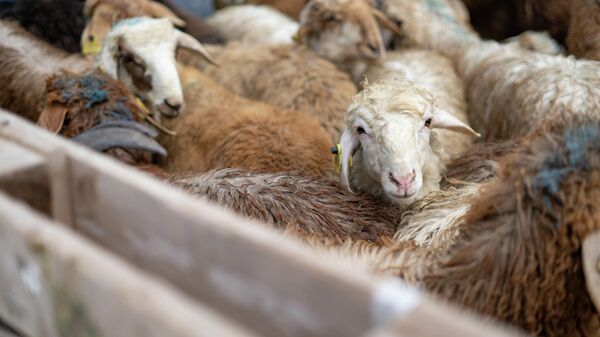 Овцы, архивное фото - Sputnik Казахстан