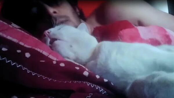 Меня — будить? Разъяренный кот устроил скандал хозяину - видео - Sputnik Казахстан