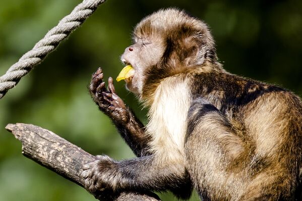 Желтогрудая обезьяна-капуцин получает лед, чтобы охладиться в зоопарке нидерланского Амерсфорта из-за жары.  - Sputnik Казахстан