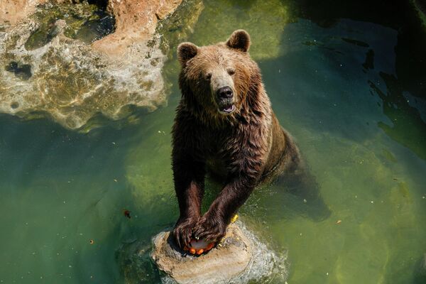 Евразийский бурый медведь держится за фруктовую сосульку в жаркий день в биопарке Рима.  - Sputnik Казахстан