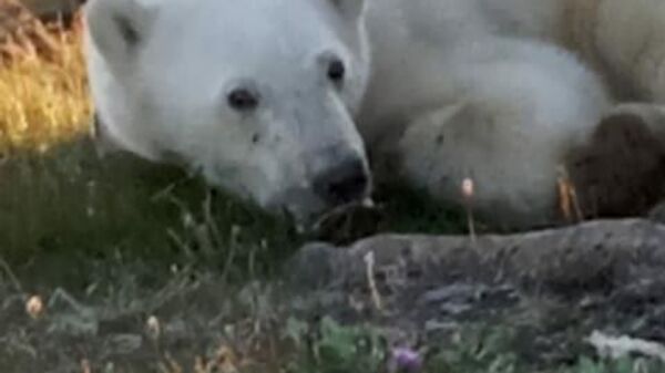 Белый медведь с банкой во рту пришел за помощью к людям  - Sputnik Казахстан