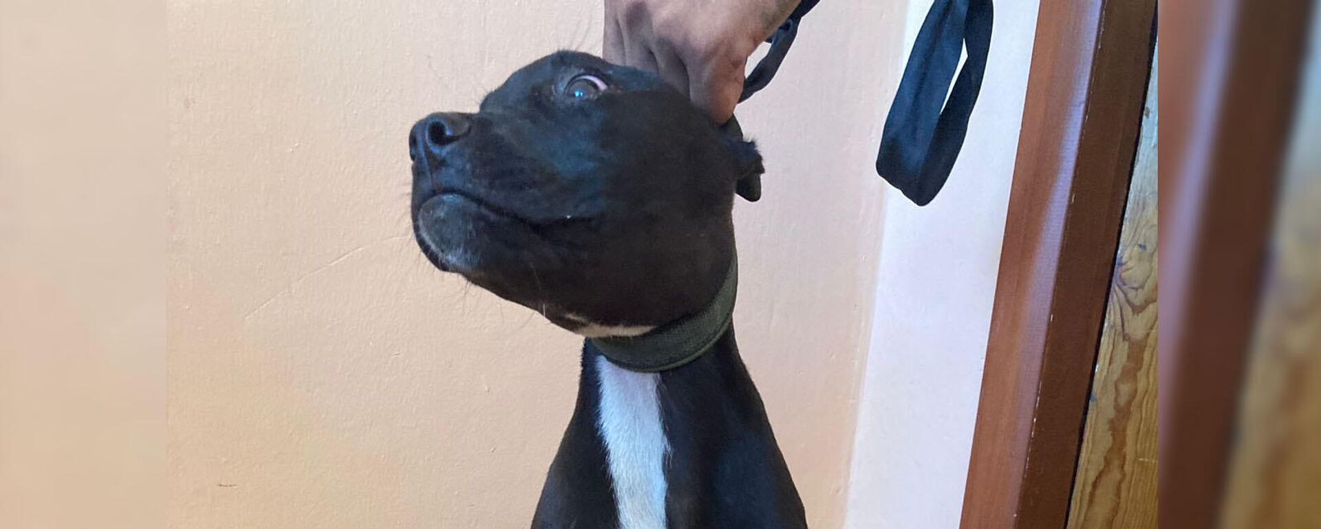 Похищенный щенок - Sputnik Казахстан, 1920, 23.07.2022