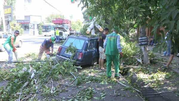 Дерево упало сразу на два автомобиля в Шымкенте - Sputnik Казахстан