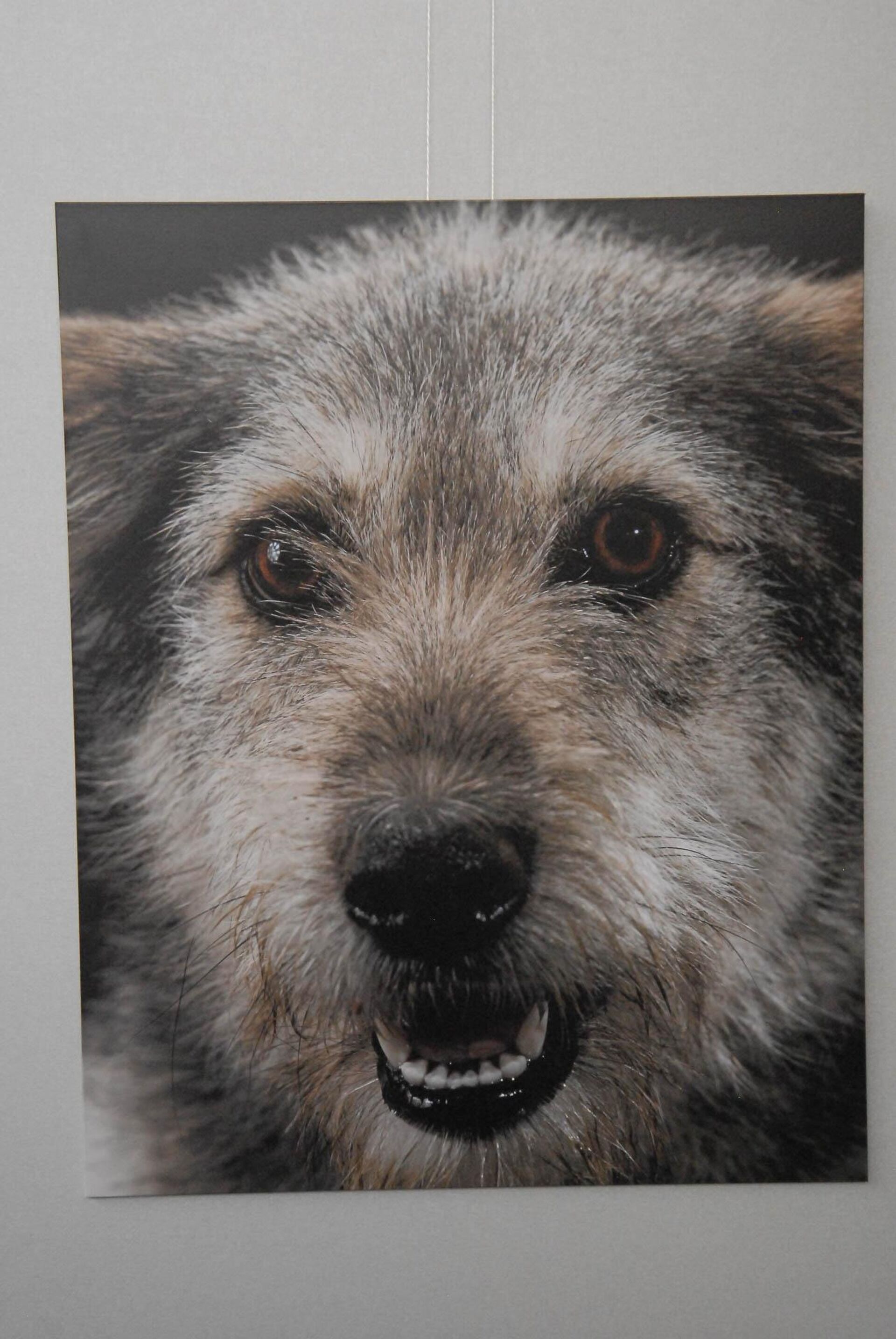Фотовыставка собачьих приютов - Sputnik Казахстан, 1920, 27.07.2022