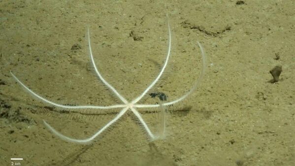 Freyastera tuberculata — глубоководная морская звезда. Обитает на дне океана в зоне Кларион-Клиппертон. - Sputnik Казахстан