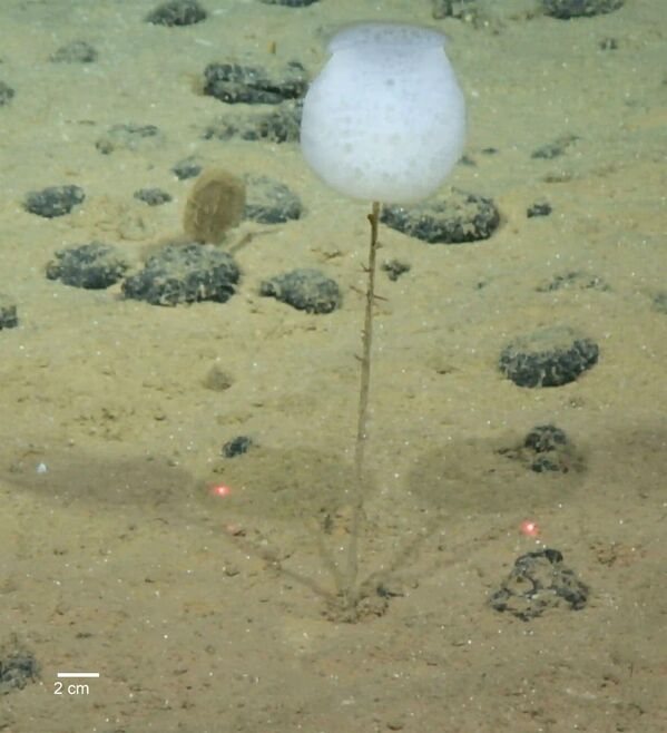 A Hyalonema – разновидность морской губки. Проживает на дне океана. - Sputnik Казахстан