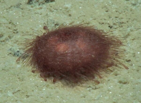 Kamptosoma abyssale — один из видов морских ежей. - Sputnik Казахстан