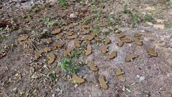 Мины-лепестки: ими ВСУ засыпали жилые кварталы Донбасса - Sputnik Казахстан