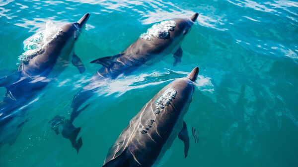 Дельфины - Sputnik Казахстан