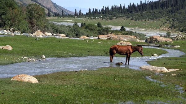 Лошадь у реки, иллюстративное фото - Sputnik Казахстан