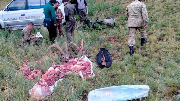 Задержаны браконьеры, охотившиеся на сибирских горных козлов - Sputnik Казахстан