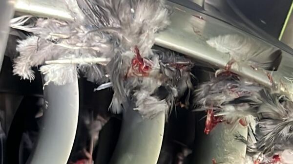 Птица попала в двигатель самолета в Казахстане - Sputnik Казахстан