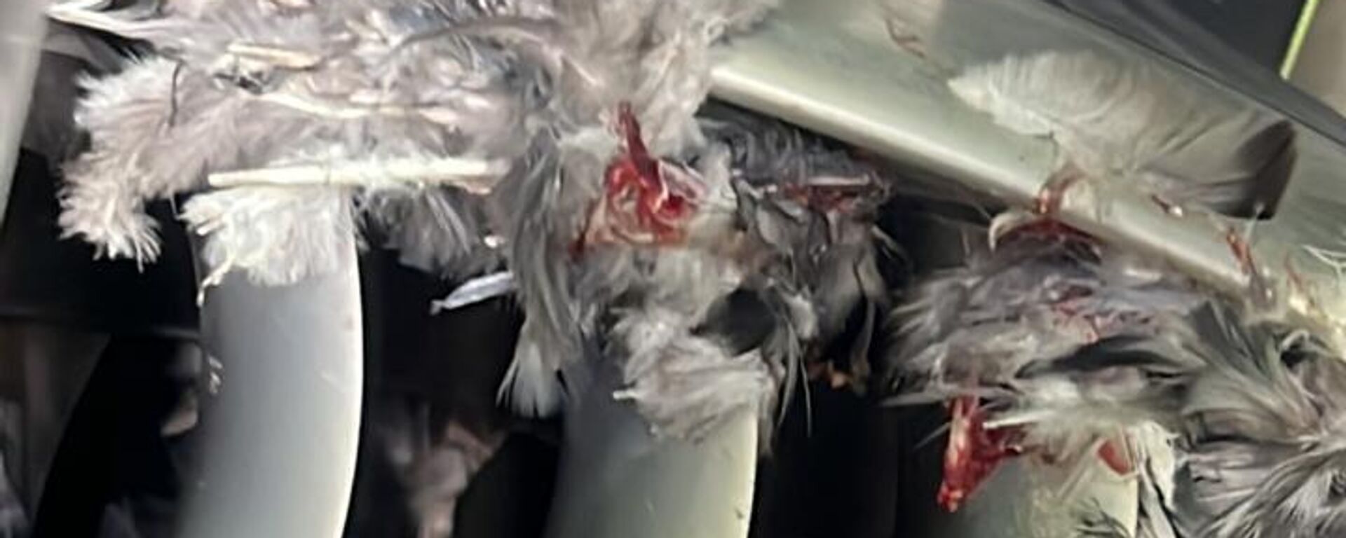 Птица попала в двигатель самолета в Казахстане - Sputnik Казахстан, 1920, 18.08.2022