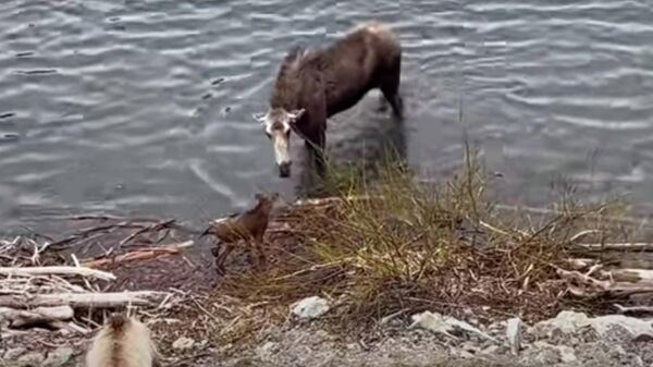 Мать-лось гоняется за медведем гризли - видео - Sputnik Казахстан