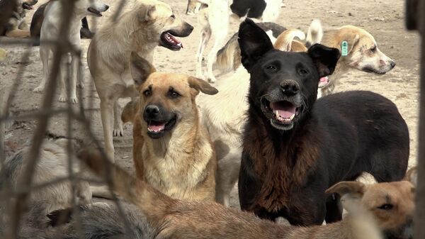 Тысячи собак и кошек на грани голодной гибели  - Sputnik Казахстан