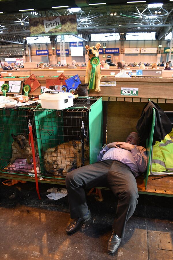 Мужчина спит рядом с бельгийскими овчарками на выставке собак Крафтс в Национальном выставочном центре в Бирмингеме, центральная Англия. - Sputnik Казахстан