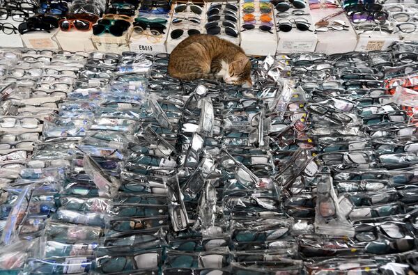 Кошка спит среди очков, выставленных на продажу в уличном киоске в Джакарте.  - Sputnik Казахстан