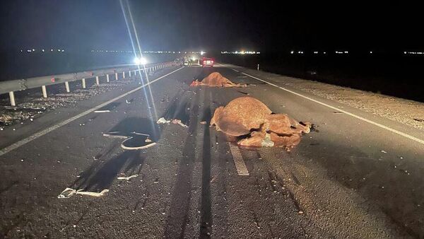 Авто сбило верблюдов в Мангистау - погибли два человека - Sputnik Казахстан
