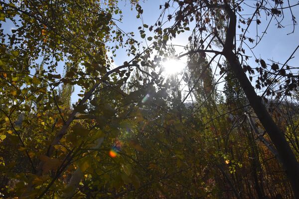Блики  солнца пробиваются  сквозь желтеющую в горах листву и пронзительная синь неба напоминают о том, что скоро эти насыщенные осенние краски потеряют яркость. На смену им придет снежный монохром.  - Sputnik Казахстан