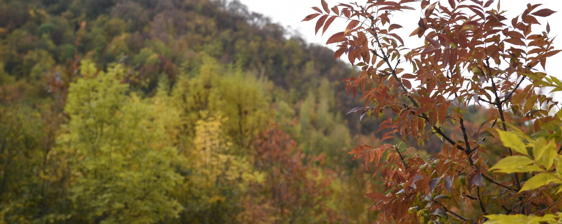 Алматы тауындағы күз - Sputnik Қазақстан, 1920, 08.09.2025