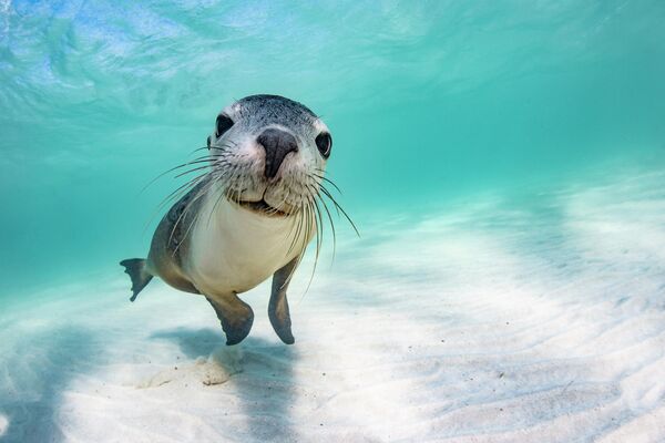 Игривый морской львенок смотрит на свое отражение в объективе камеры. Снимок фотографа Брук Пайк из Австралии. - Sputnik Казахстан