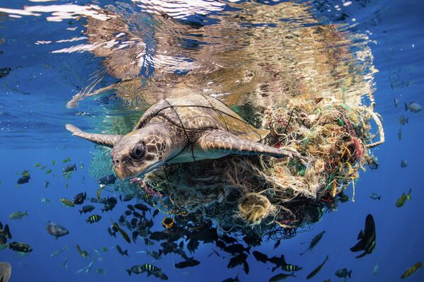 Снимок фотографа Саймона Лоренца, победивший в категории Ocean Conservation Photographer of the Year (IMPACT). На фото - морская черепаха, запутавшаяся в мусоре. - Sputnik Казахстан