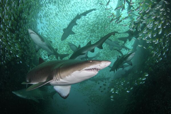 Снимок Николя Реми из Австралии. На фото стая опасных акул-нянек с острова Фиш-Рок. - Sputnik Казахстан