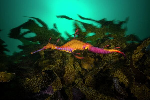 Снимок Матти Смита из Австралии. На фото лиственный морской дракон. - Sputnik Казахстан