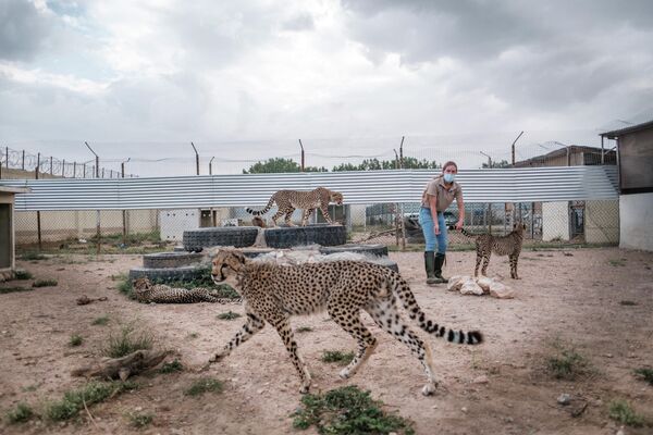 Волонтер Фонда сохранения гепардов играет с гепардами в клетке на одном из объектов организации в городе Харгейса, Сомалиленд. Ежегодно около 300 детенышей гепарда продаются через Сомалиленд богатым покупателям. - Sputnik Казахстан
