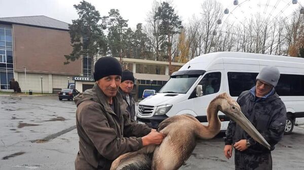 Пеликана спасли жители вблизи курорта Бурабай  - Sputnik Казахстан
