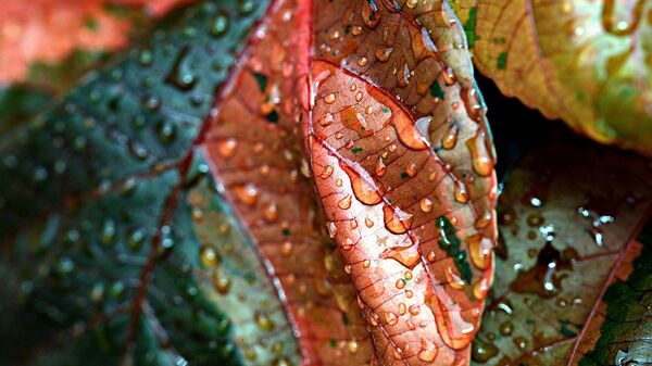 Капли дождя на листьях медного цвета - Sputnik Қазақстан