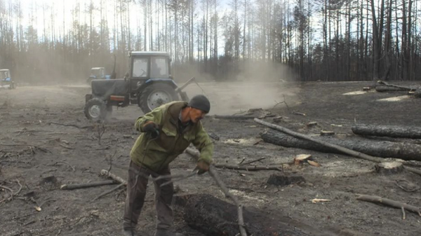 Сгоревшие в Костанайской области леса начали восстанавливать - Sputnik Казахстан