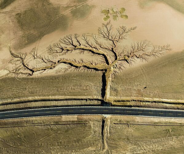 Гран-при конкурса получил снимок китайского фотографа Ли Пин с изображением &quot;дерева&quot;. На самом деле это овраги по обеим сторонам шоссе, образованные в результате эрозии почвы от дождей. Фото сделано в Тибете. - Sputnik Казахстан