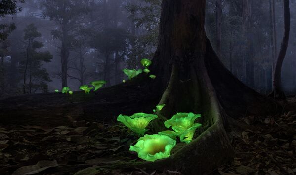 Редкий снимок - светящиеся в темноте биолюминесцентные грибы или &quot;грибы-призраки&quot;. Автор фото - Калли Чи из Австралии. Такие грибы встречаются в некоторых лесах этой страны. Они растут и светятся всего несколько недель в году. - Sputnik Казахстан