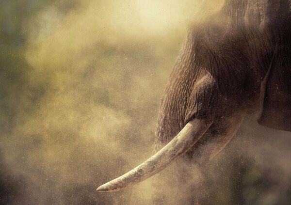 Автор снимка &quot;Гигант в пыли&quot; греческий фотограф Панос Ласкаракис. Впечатляющий кадр сделан в Намибии. - Sputnik Казахстан