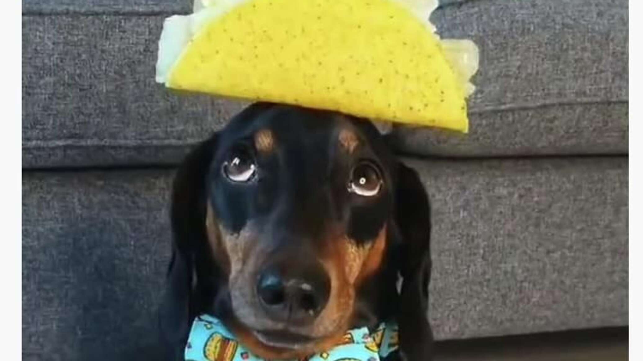 Смешная такса показала, как правильно держать осанку Видео