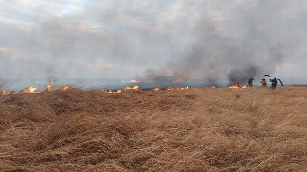 Сухая трава и камыш горят в степи в Павлодарской области - Sputnik Казахстан
