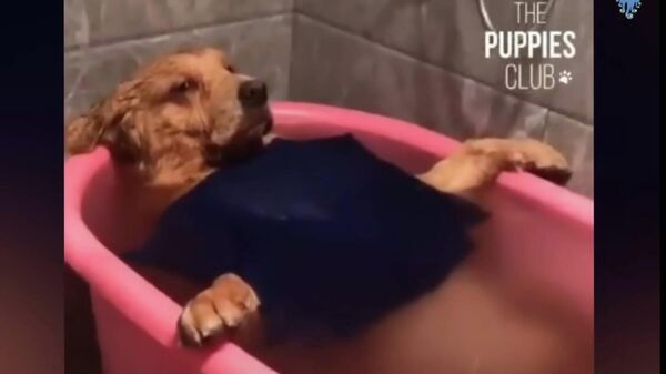 Смешное видео реакции собак на купание Видео - Sputnik Казахстан