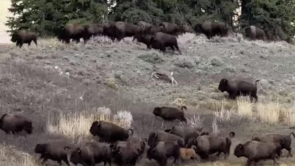 Стадо бизона спасает оленя от погони койота - видео - Sputnik Казахстан