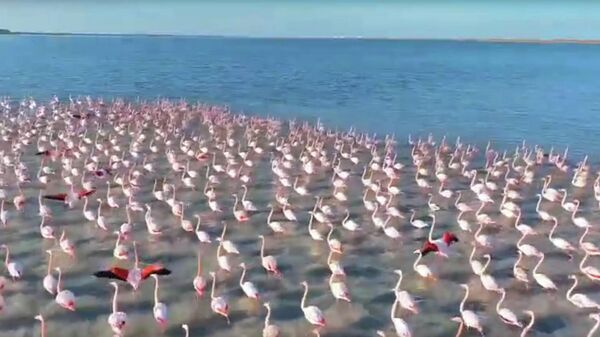 Розовые фламинго на Каспии: огромная стая улетает на юг - видео - Sputnik Қазақстан