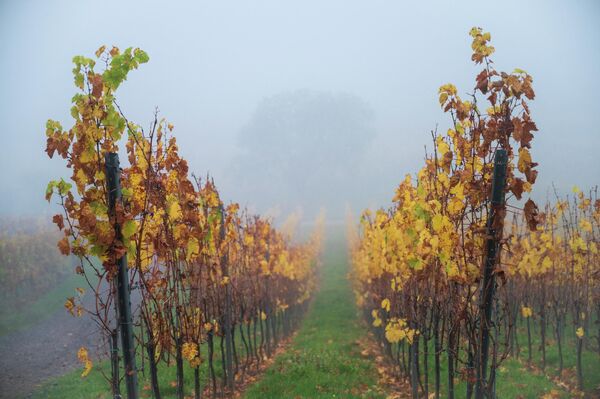 Туман окутал озябшие виноградники в Вольксхейме, восточная Франция. - Sputnik Казахстан