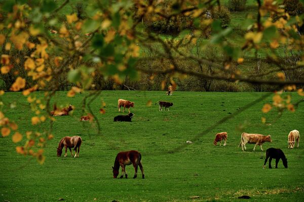 Лошади  на осеннем лугу недалеко от Риано, северная Испания. - Sputnik Казахстан